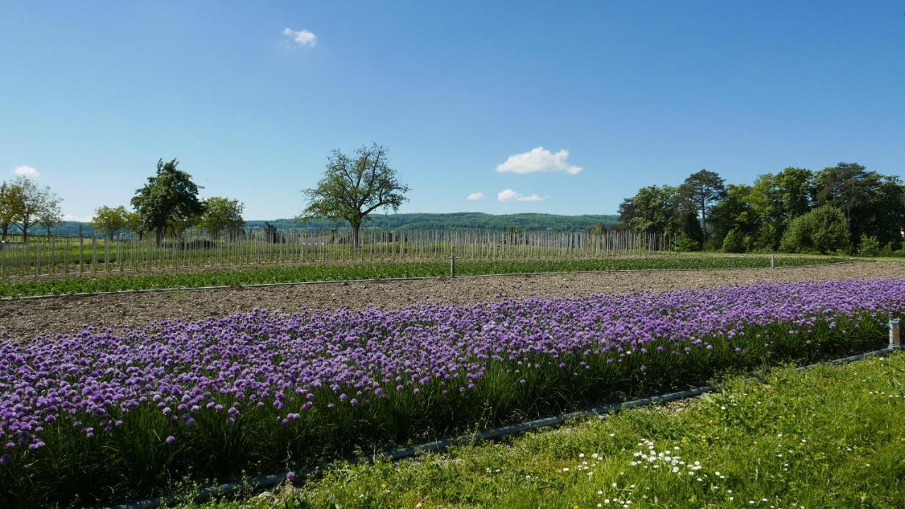 Haus Muensterblick Lägenhet Reichenau Exteriör bild